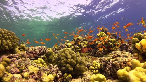 Tropical Fish On Vibrant Coral Reef
