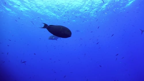 Tropical Fish On Vibrant Coral Reef