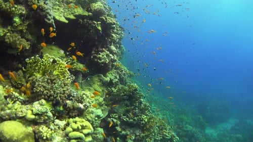 Tropical Fish On Vibrant Coral Reef