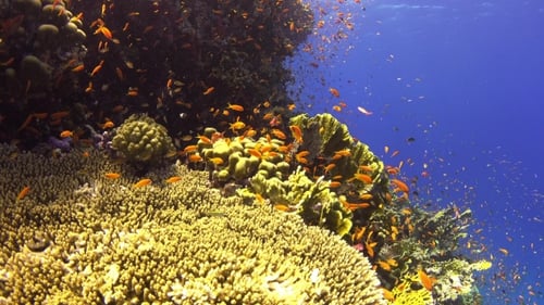 Tropical Fish On Vibrant Coral Reef
