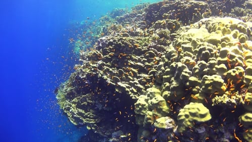 Tropical Fish On Vibrant Coral Reef
