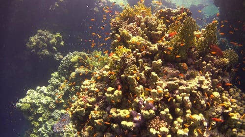 Tropical Fish On Vibrant Coral Reef