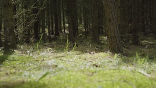Pine Forest With Sunlight