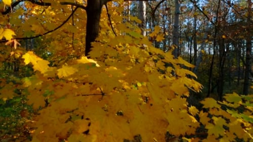 Golden Autumn Leaves on Branch in Forest