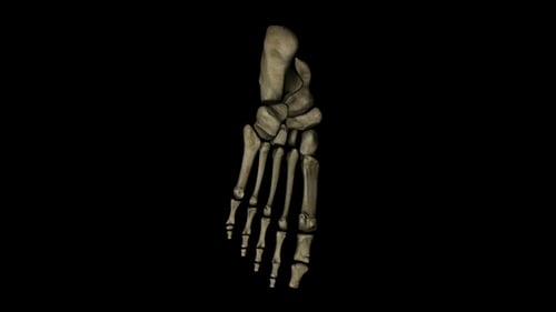 Rotating 3D Human Foot Skeleton Medical Animation