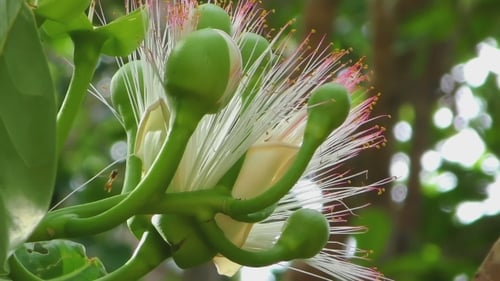 Arbre à Poison Fleur De Poisson