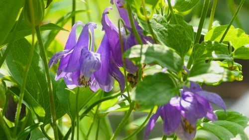 Purple Bellflowers Blooming in the Sunlight