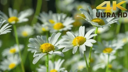 Daisies Swaying Gently in a Sunny Meadow