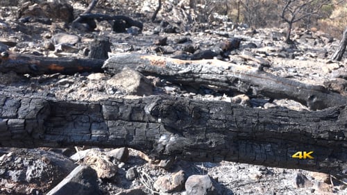 After Forest Fire
