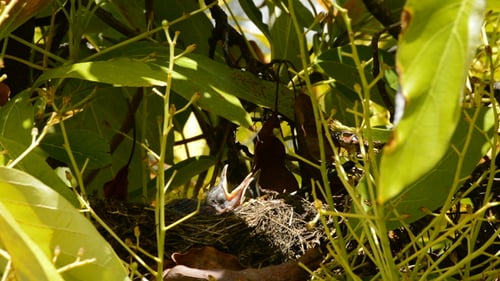 Baby Birds in Nest with Mouths Open Wide