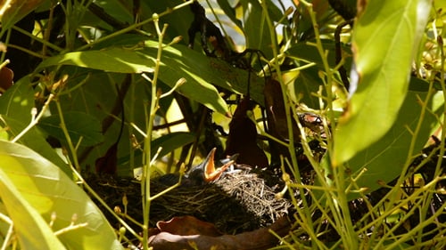 Baby Birds in Nest with Open Beaks