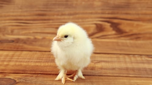 Adorable Yellow Chick Standing on Wooden Background