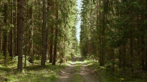 Chemin de la forêt