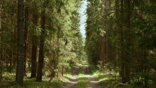 Forest Path