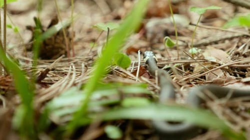 Grass-Schlange