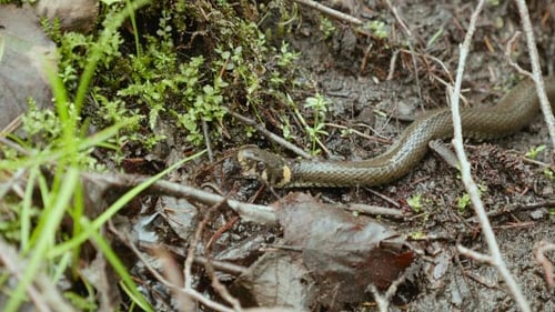 Resting Grass Snake on Forest Floor