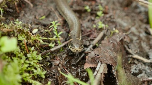 Cobra de perigo