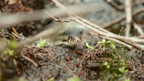 Close Up of Snake Sticking Out Tongue