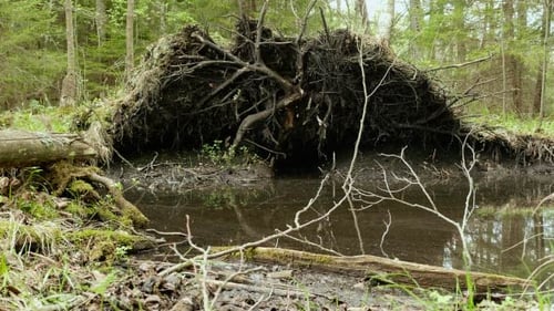 Tree Root in the Forest