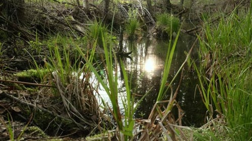 Sonnenreflexion im Waldteich