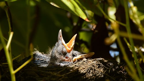 Vulnerable Baby Bird Awaits Feeding in a Nest