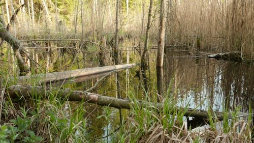 Wild Pond in the Forest