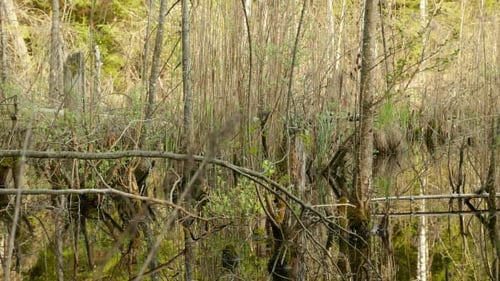 Trees in the Forest Pond