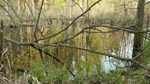 Trees in the Pond