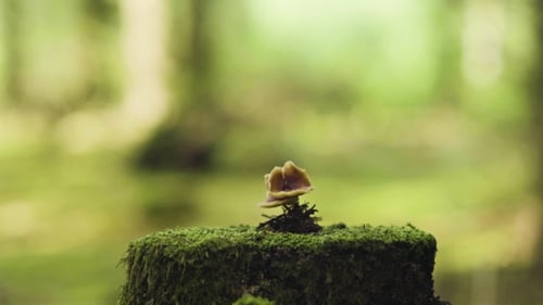 Lone Mushroom Growing on a Mossy Stump in Forest