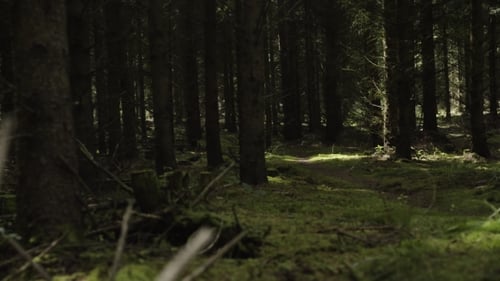 Wilderness Dark Summer Forest