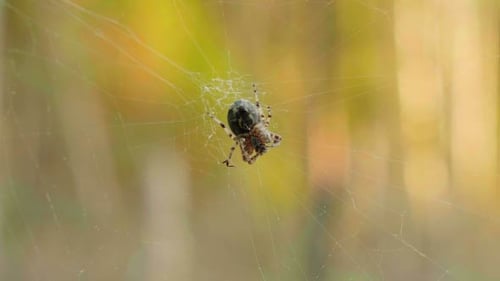 Spider sur le Web