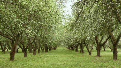 Apple Tree Alley