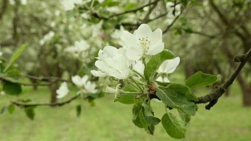 Apple Flower