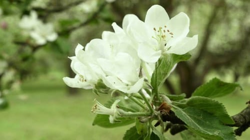 Apple Flowers