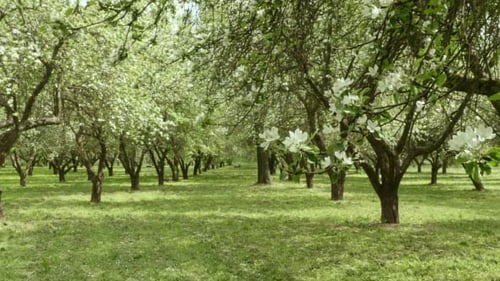 Apple Alley