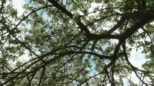 Flowering Tree Branches Against Sky in Springtime