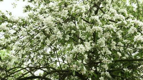 Beautiful Blooming Tree in the Spring Season