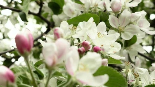 Delicate White Blossoms in Springtime Close Up