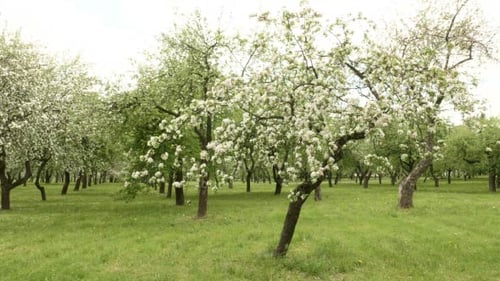 Blown Apple Tree
