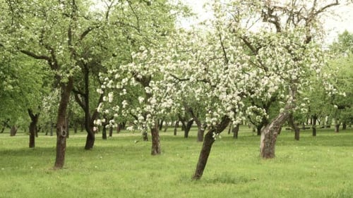 Blown Flower on Apple Tree