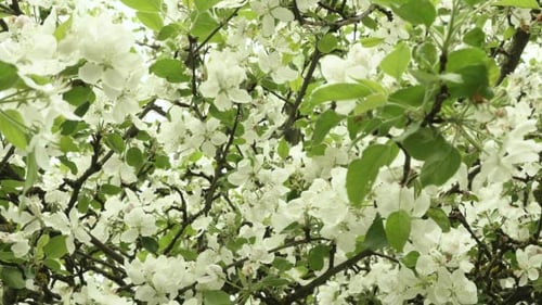 A Lot of Blown Apple Flowers