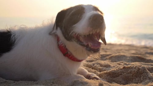 Netter Hund entspannt sich am Strand im Sand bei Sonnenuntergang