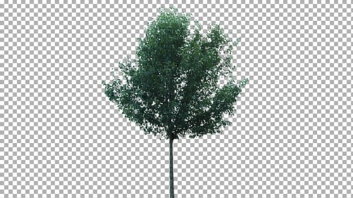 Real Tree Isolated on the Wind 66