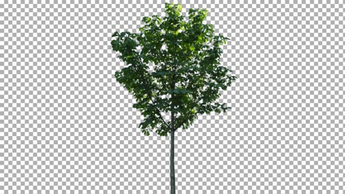 Real Tree Isolated on the Wind 65