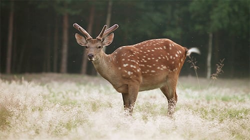 Spotted Deer Grazing