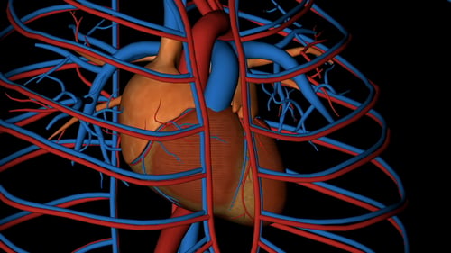 Heart Veins Arteries Circulatory System