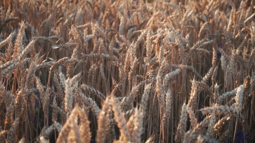Wheat Field In Sunset Time