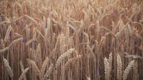 Wheat Field in Sunset Time