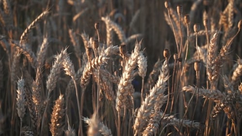 Wheat Field With Little Poppies In Sunset Time