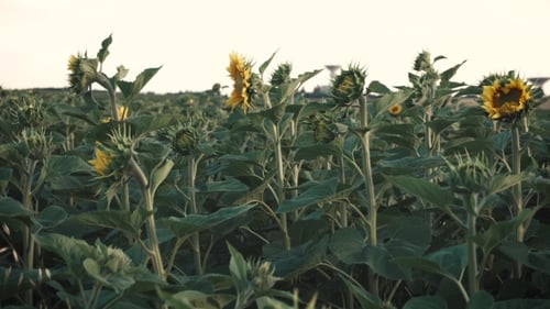 Field of Young Sunflowers